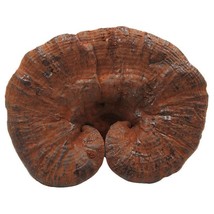 500g Wild Lingzhi Purple Ganoderma lucidum Herbal Reishi Mushroom Herbs, Purple  - £42.08 GBP