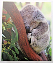 Single Koala Bear in Tree 2-Pocket Paper Folder for 8.5″ by 11″ by Top F... - $3.99