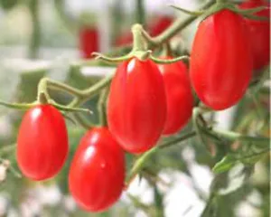 50 Seeds Dacquiri Tomato Juicy Tomatoe Vegetable Edible Food Fresh Garden - £7.36 GBP