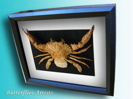 Indo-Pacific Swimming Crab Charybdis Hellerii Taxidermy Museum Quality Display - $124.99