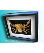 Indo-Pacific Swimming Crab Charybdis Hellerii Taxidermy Museum Quality D... - £98.28 GBP