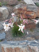 SGHOST Lilium Formosanum V Pricei Dwarf Formosa Lily  100 Seeds USA Seller - £6.70 GBP