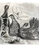 Canadian Spotted Grouse Victorian 1856 Bird Wood Engraving Antique Natur... - $39.99