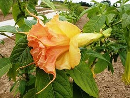 10 Tsunami Angel Trumpet Seeds Flowers Flower Brugmansia Datura 678 Gardening Fr - £11.87 GBP