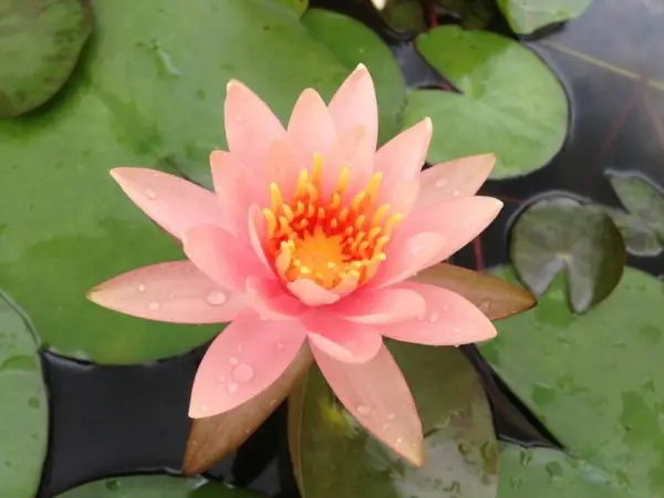 5 Soft Pink Lotus Seeds Nelumbo Nucifera Flowering Blooms Hardy Tropical 932 Fre - £8.39 GBP