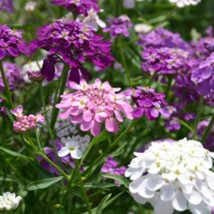 Fresh New Candytuft Dwarf Fairy mix flower seeds Beautiful Grown/Harvested in US - £10.39 GBP