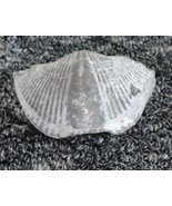 Winged brachiopod fossil (mucrospirifer thedfordensis) Middle Devonian 2... - €12,78 EUR
