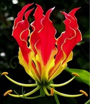 20 Seeds Flame Lily Heirloom Beautiful Flower Plant - £6.55 GBP