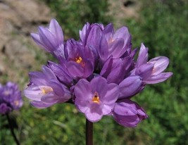 Wild Hyacinth Seeds (Dipterostemon Capitatus) 20 Seeds From US - £8.66 GBP