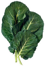 1500 Morris Heading Collards Collard Green Brassica Oleracea Vegetable S... - £8.41 GBP