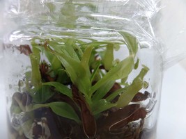 Nepenthes x neglecta in vitro (Tissue Culture) - £16.42 GBP