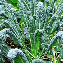 FMG Lacinato Kale Seeds Tuscan Italian Dinosaur Kale 200 Seeds Non-Gmo 1... - $9.25