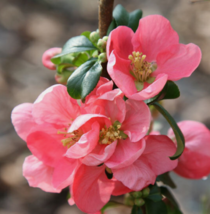 5 Pc Seeds Flowering Quince Plant, Chaenomeles Hybrids Mix Seeds for Planting RK - £14.86 GBP