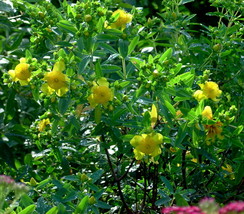 4&quot; Pot - Sunburst St. John&#39;s Wort Perennial - Hypericum - Gardening - £44.97 GBP