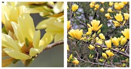 Butterfly Magnolia Seeds LILY FLOWER TREE Fragrant Tulip Flowers 10 Seeds  - £26.65 GBP