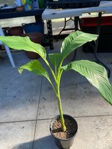 Live Plant Acerola Malpighia emarginata Barbados Cherry  - £105.81 GBP