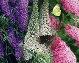 Butterfly Bush Mixed colors 50 seeds - $6.99