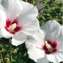 Luna WHITE HARDY HIBISCUS  25  Seeds - £7.18 GBP