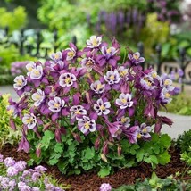 US Seller Aquilegia Seeds 25 Earlybird Purple And White Columbine Seeds ... - $22.00