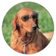 Golden Retriever Glasses : Gift Coaster Dog Funny Pet Animal Puppy - £3.98 GBP