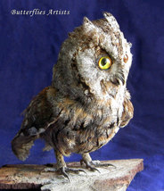 European Eurasian Scops Owl Real Stuffed Birds Taxidermy Scientific Zool... - £263.84 GBP