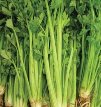 Celery Tall Utah Seeds 2000 Vegetable Non-Gmo Garden USA Shipping - $7.00