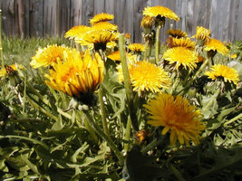 100 Seeds Dandelion Heirloom Seeds For Swift Garden Makeovers - £6.60 GBP