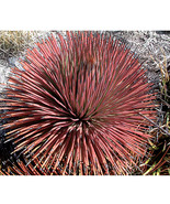 SL 10Pcs Agave Stricta Rubra * Red Hedgehog Agave * Perennial Spiny Succulent *  - $4.99