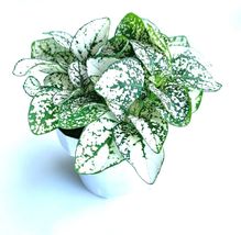 Hypoestes White Splash Live Potted House Plants Air Purifying in 2&quot; Pots... - $23.99