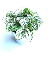 Hypoestes White Splash Live Potted House Plants Air Purifying in 2&quot; Pots... - £18.87 GBP