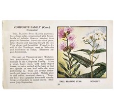 Blazing Star &amp; Boneset Flowers 1932 Color Plate Print Irving Lawson PGBG21A - £19.81 GBP