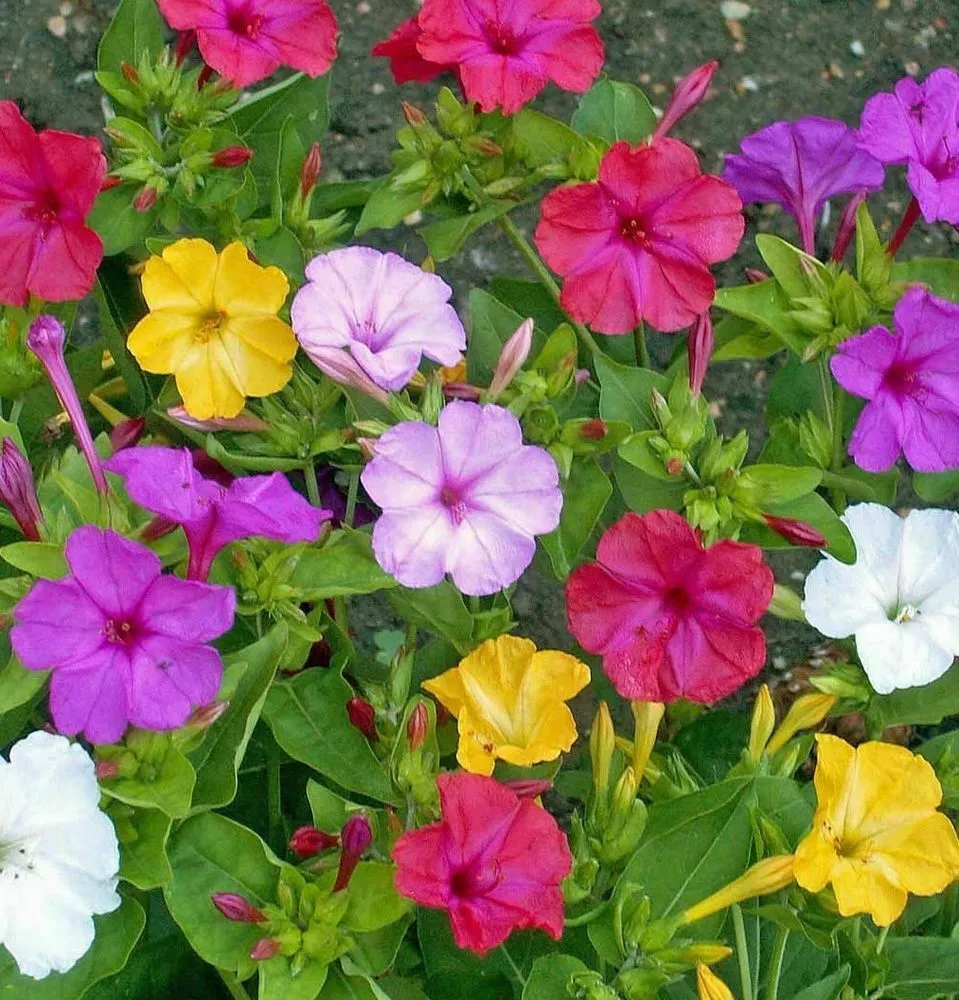 Semilir 50 Four O&#39; Clock Seeds Ct Marvel Of Peru Formula Mix Vegetable S... - €8,48 EUR