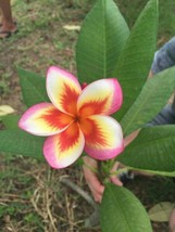 5 Orange Yellow Pink Plumeria Seeds Plants Flower   - £13.18 GBP