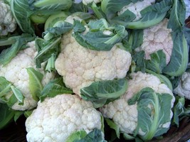112 Seeds Cauliflower Early Snowball New Fast Shipping - $4.12