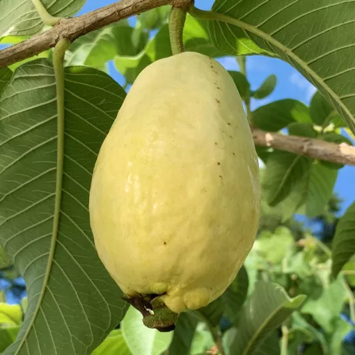 50 Egyptian Yellow Guava Seeds for Garden Planting - $8.01