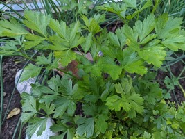 SEED-2 Parsley Varieties Moss Curled, and Italian Flat Leaf Heirloom Herbs - €3,05 EUR+