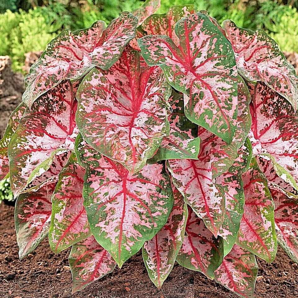 Aaron White Caladium 10 Bulbs Bare Roots Spring Planting - £20.20 GBP