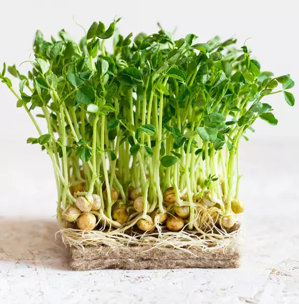 Microgreens 4 Oz. 550 Sweet Dwarf Sugar Pea Seeds 2024 Heirloom Seed Fresh Garde - £19.62 GBP