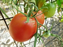 County Agent, a heirloom tomato from Oklahoma  - $4.75