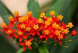 100 Seeds Mexican Butterfly Weed Nourish Your Soil With Organic Planting Seeds - £6.94 GBP