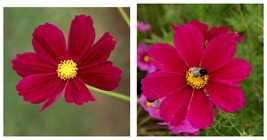 150 Seeds! Cosmos Versailles Tetra Red Flowers Pollinators Butterflies - £21.25 GBP