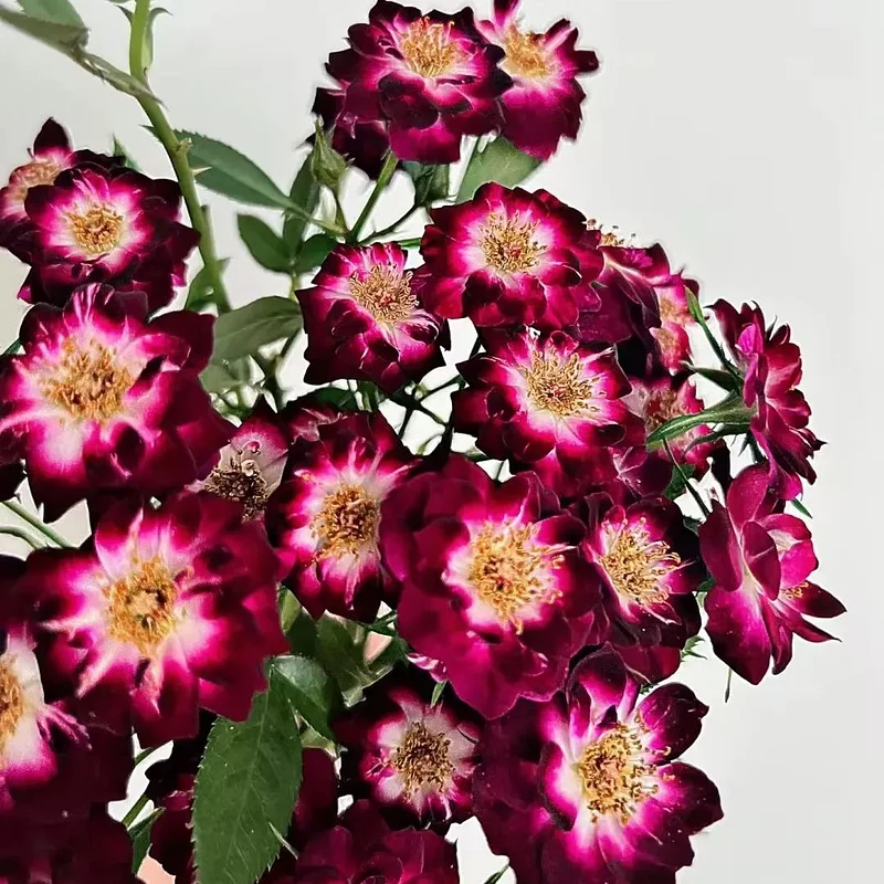 Diamond Eye Rose Seeds SEEDS - £15.06 GBP