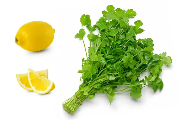 25 Organic Dwarf Lemon Cilantro Coriander Spice Coriandrum Sativum Herb Fresh Se - £13.32 GBP