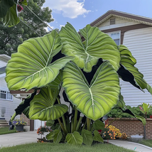 Fascinating Giant Caladium color green - £23.20 GBP