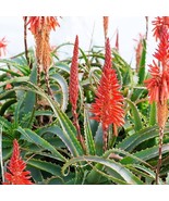 Aloe arborescens, Krantz aloe, Better than ALOE VERA Medicinal Gardenin ... - $28.13 CAD