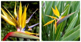 Yellow Bird Of Paradise Mandelas Gold Strelitzia Reginae~~Small Rooted Plant - $48.99