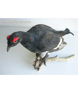 Black Grouse Blackcock Lyrurus Tetrix Taxidermy Stuffed Bird Scientific ... - $7,583.54 MXN