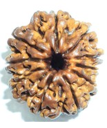 Collector 10 Mukhi Rudraksha - Nepal - 24.98 mm - Certified - €108,27 EUR