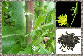 Wild Lettuce Seeds ~Lactuca virosa~ **Free Shipping + Bonus Seeds with E... - £4.68 GBP