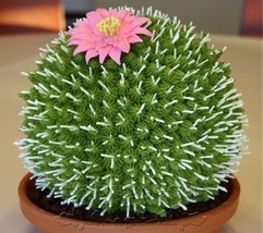 US-50Pcs Rare African Cactus Seeds Mixed Succulent tree Plant - £6.28 GBP